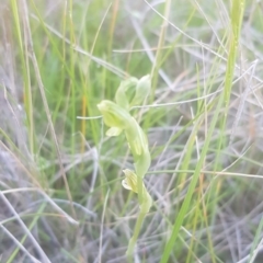 Hymenochilus sp. at suppressed - 22 Oct 2021