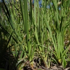 Lomandra filiformis at Molonglo Valley, ACT - 8 Nov 2020