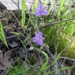 Thysanotus patersonii (Twining Fringe Lily) at The Pinnacle - 22 Oct 2021 by sangio7