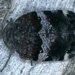 Platybrachys decemmacula at Molonglo Valley, ACT - 18 Oct 2021