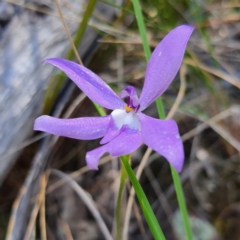 Glossodia major (Wax Lip Orchid) at Acton, ACT - 23 Oct 2021 by David