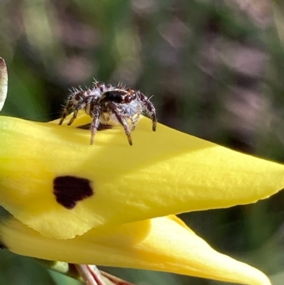 Salticidae (family) (Jumping spider) at Hall, ACT - 23 Oct 2021 by Rosie