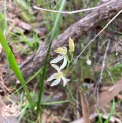 Caladenia sp. (A Caladenia) at Hall, ACT - 23 Oct 2021 by Rosie