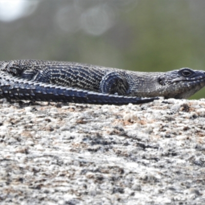 Egernia cunninghami (Cunningham's Skink) at Tennent, ACT - 23 Oct 2021 by JohnBundock