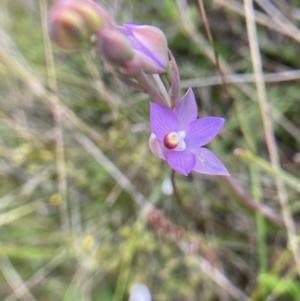 Thelymitra sp. (pauciflora complex) at Hall, ACT - 10 Oct 2021