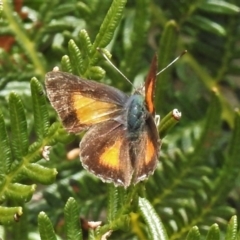 Paralucia aurifera (Bright Copper) at Tennent, ACT - 23 Oct 2021 by JohnBundock