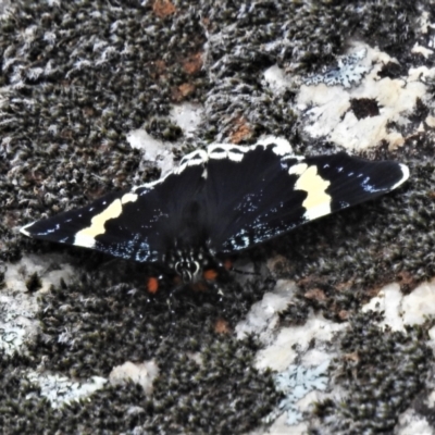 Eutrichopidia latinus (Yellow-banded Day-moth) at Tennent, ACT - 23 Oct 2021 by JohnBundock