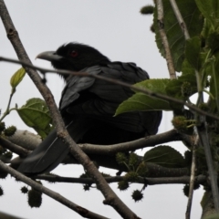 Eudynamys orientalis (Pacific Koel) at Burradoo, NSW - 23 Oct 2021 by GlossyGal