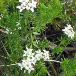 Asperula conferta at Hawker, ACT - 23 Oct 2021