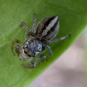 Maratus scutulatus at Jerrabomberra, NSW - suppressed