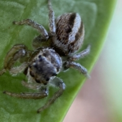 Maratus scutulatus at Jerrabomberra, NSW - suppressed