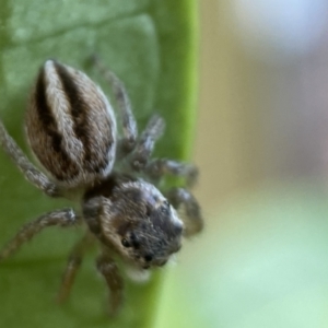 Maratus scutulatus at Jerrabomberra, NSW - suppressed