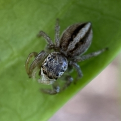 Maratus scutulatus at Jerrabomberra, NSW - suppressed