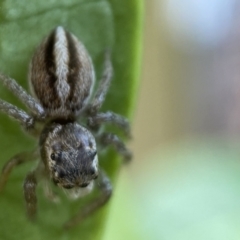 Maratus scutulatus at Jerrabomberra, NSW - suppressed