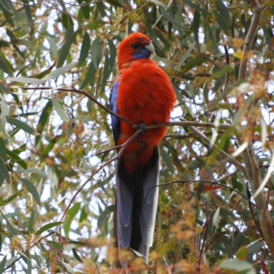 Platycercus elegans (Crimson Rosella) at Farrer, ACT - 22 Oct 2021 by MatthewFrawley