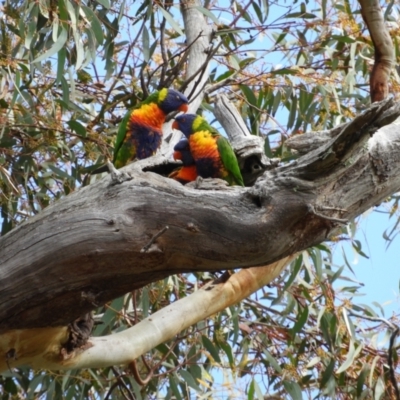Trichoglossus moluccanus (Rainbow Lorikeet) at Farrer, ACT - 23 Oct 2021 by MatthewFrawley