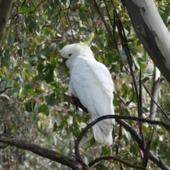 Cacatua galerita (Sulphur-crested Cockatoo) at Farrer Ridge - 22 Oct 2021 by MatthewFrawley