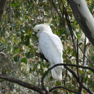 Cacatua galerita at Farrer, ACT - 23 Oct 2021