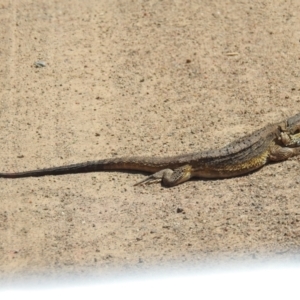 Pogona barbata at Stromlo, ACT - suppressed