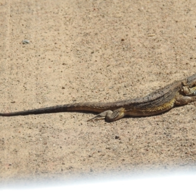 Pogona barbata (Eastern Bearded Dragon) at Stromlo, ACT - 22 Oct 2021 by HelenCross