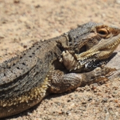 Pogona barbata at Stromlo, ACT - 22 Oct 2021