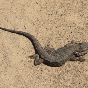 Pogona barbata at Stromlo, ACT - 22 Oct 2021