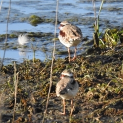 Charadrius melanops (Black-fronted Dotterel) at Kambah, ACT - 22 Oct 2021 by HelenCross