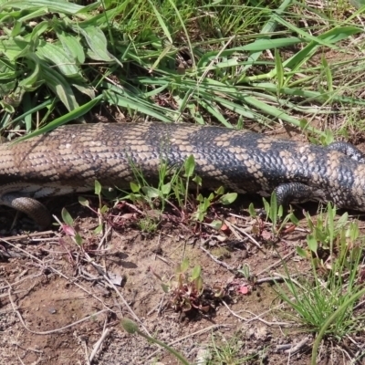 Tiliqua scincoides scincoides (Eastern Blue-tongue) at Greenway, ACT - 23 Oct 2021 by SandraH