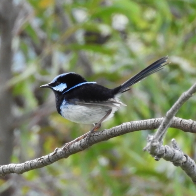 Malurus cyaneus (Superb Fairywren) at Farrer Ridge - 23 Oct 2021 by MatthewFrawley