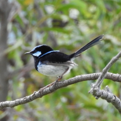 Malurus cyaneus (Superb Fairywren) at Farrer, ACT - 22 Oct 2021 by MatthewFrawley