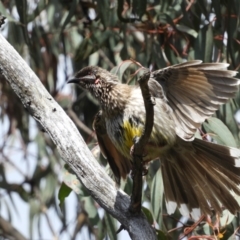 Anthochaera carunculata (Red Wattlebird) at Farrer, ACT - 23 Oct 2021 by MatthewFrawley