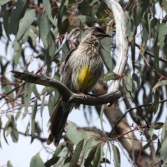 Anthochaera carunculata at Farrer, ACT - 23 Oct 2021 11:11 AM