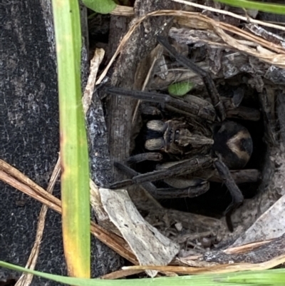 Venatrix sp. (genus) (Unidentified Venatrix wolf spider) at Macarthur, ACT - 23 Oct 2021 by RAllen