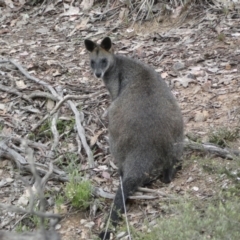Wallabia bicolor (Swamp Wallaby) at Jerrabomberra, NSW - 23 Oct 2021 by SteveBorkowskis