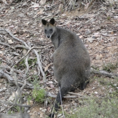 Wallabia bicolor (Swamp Wallaby) at Jerrabomberra, NSW - 23 Oct 2021 by SteveBorkowskis