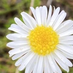 Calotis anthemoides (Chamomile Burr-daisy) at Wanniassa Hill - 23 Oct 2021 by RAllen