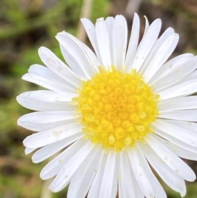 Calotis anthemoides (Chamomile Burr-daisy) at Macarthur, ACT - 23 Oct 2021 by RAllen