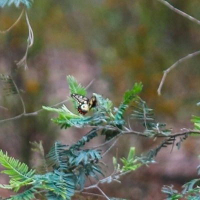 Papilio anactus (Dainty Swallowtail) at Crace, ACT - 23 Oct 2021 by Sarah2019