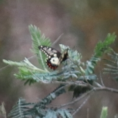 Papilio anactus at Crace, ACT - 23 Oct 2021 02:09 PM