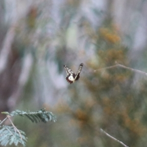 Papilio anactus at Crace, ACT - 23 Oct 2021