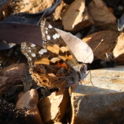 Vanessa kershawi (Australian Painted Lady) at Karabar, NSW - 22 Oct 2021 by Steve_Bok