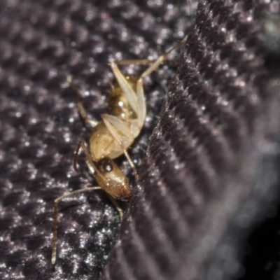 Camponotus claripes (Pale-legged sugar ant) at Molonglo Valley, ACT - 21 Oct 2021 by AlisonMilton