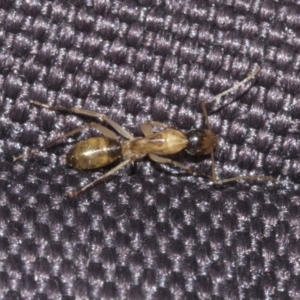 Camponotus claripes at Molonglo Valley, ACT - 21 Oct 2021 08:23 AM