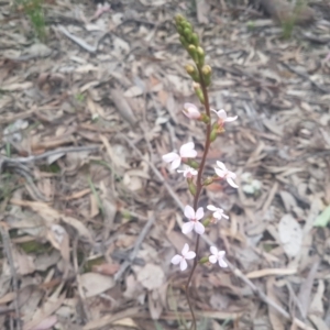 Stylidium graminifolium at Karabar, NSW - 22 Oct 2021 06:08 PM