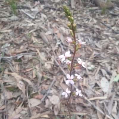 Stylidium graminifolium (Grass Triggerplant) at Mount Jerrabomberra - 22 Oct 2021 by ElizaL