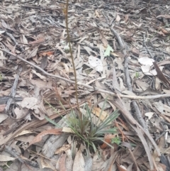 Stylidium graminifolium at Karabar, NSW - 22 Oct 2021 06:08 PM