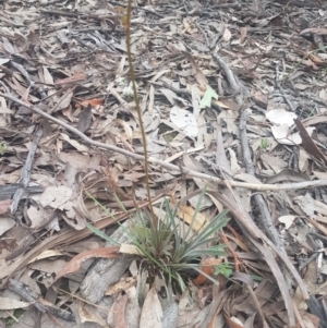 Stylidium graminifolium at Karabar, NSW - 22 Oct 2021 06:08 PM