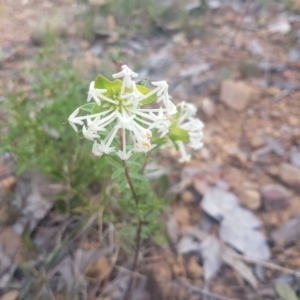 Pimelea linifolia at Karabar, NSW - 22 Oct 2021