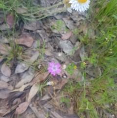 Petrorhagia sp. at Karabar, NSW - 22 Oct 2021 by ElizaL