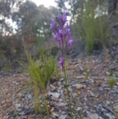 Linaria pelisseriana (Pelisser's Toadflax) at Karabar, NSW - 22 Oct 2021 by ElizaL